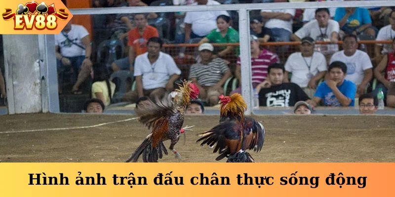 Hình ảnh trận đấu chân thực sống động
